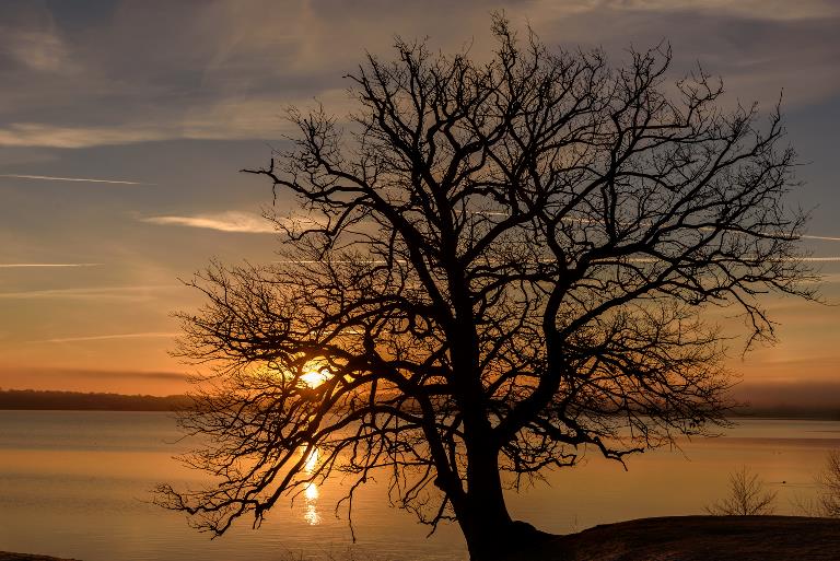 Et træ mod solnedgang over vand