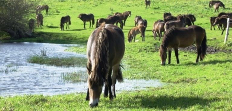 Vilde heste på Sydlangeland