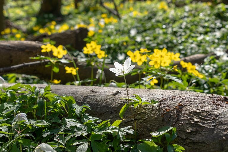 Anemone i skovbunden med gule blomster i baggrunden